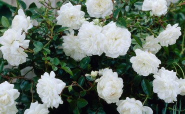 Trandafir pitic alb White Fairy C1.5